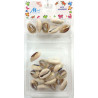 Small Shell - Murry